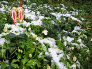 deze haas denkt dat we hem niet zien